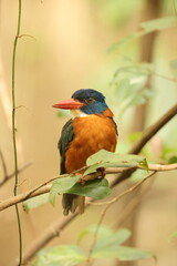 The green-backed kingfisher (Actenoides monachus) is a species of bird in the family Alcedinidae endemic to North Sulawesi, Indonesia