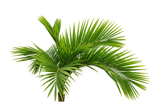 Green Palm Tree Foliage Isolated Transparent Background