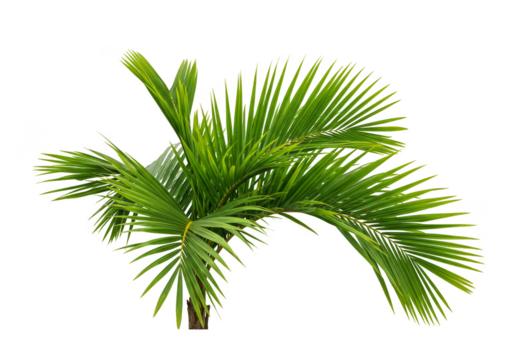 Green Palm Tree Foliage Isolated Transparent Background