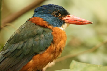 The green-backed kingfisher (Actenoides monachus) is a species of bird in the family Alcedinidae endemic to North Sulawesi, Indonesia