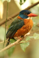 The green-backed kingfisher (Actenoides monachus) is a species of bird in the family Alcedinidae endemic to North Sulawesi, Indonesia