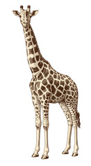 Obraz premium Illustration of Tall Giraffe with Brown Spots on Transparent Background