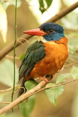 The green-backed kingfisher (Actenoides monachus) is a species of bird in the family Alcedinidae endemic to North Sulawesi, Indonesia