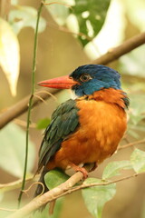 The green-backed kingfisher (Actenoides monachus) is a species of bird in the family Alcedinidae endemic to North Sulawesi, Indonesia