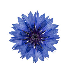 blue cornflower isolated on white