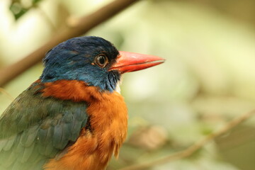 The green-backed kingfisher (Actenoides monachus) is a species of bird in the family Alcedinidae endemic to North Sulawesi, Indonesia