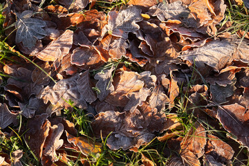 Frosty Autumn leaves in the sunshine