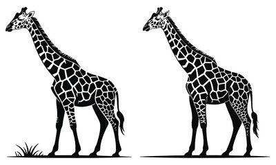 giraffe vector illustration