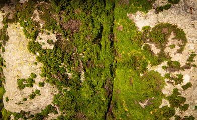 moss on a tree trunk