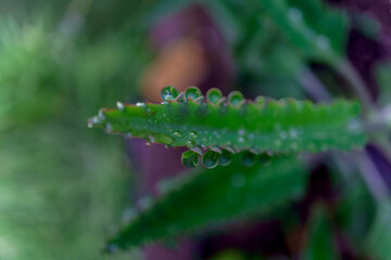 Tiny plantlets growing along the edges of a kalanchoe daigremontiana leaf, also known as mother of thousands or alligator plant