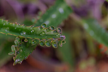 Close-up of Kalanchoe daigremontiana, also called mother of thousands or alligator plant, showing...