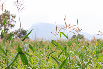Corn fields blooming with mountains as a backdrop. Agriculture.