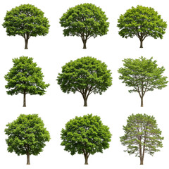 Isolated Deciduous Trees PNG Green Leaves Summer Nature Background