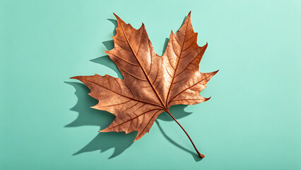 autumn maple leaf