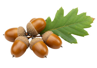Isolated Autumn Acorns and Oak Leaf Still Life Transparent PNG