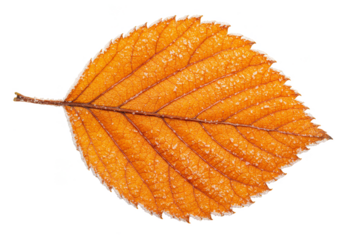 Isolated Frozen Leaf Fall Autumn Frost Transparent Background