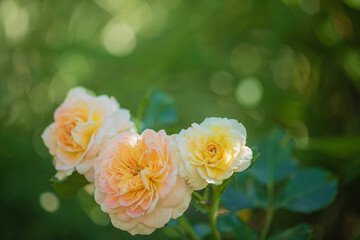 In a tranquil garden, soft peach and cream roses bloom, radiating beauty under warm sunlight