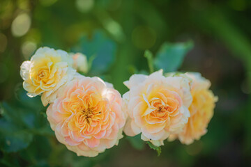 Delicate peach-colored roses bloom in a lush garden, illuminated by soft, golden sunlight