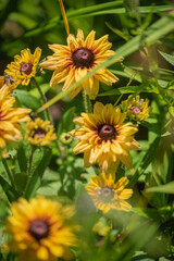 Golden blooms stretch towards the sun in a thriving garden, showcasing nature's beauty and vibrancy