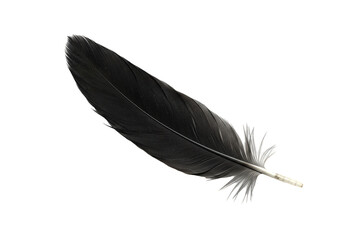 Isolated Black Feather Plume with White Texture Pattern on Transparent