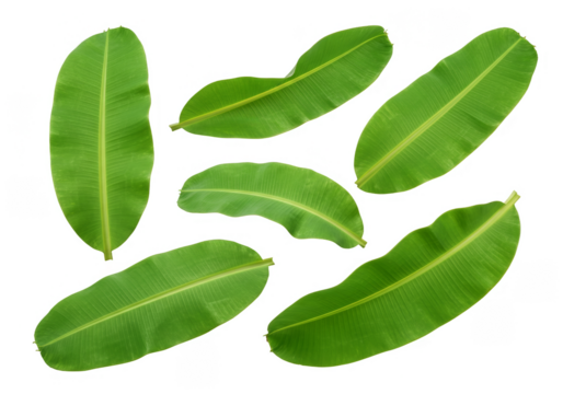 Isolated Green Banana Leaf Foliage Tropical Exotic Plant PNG