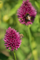 Bees gather nectar from bright purple blooms, energizing the garden with life and color