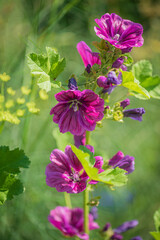 Fototapeta premium Vibrant malva flowers showcase their rich shades among lush greenery on a warm summer day