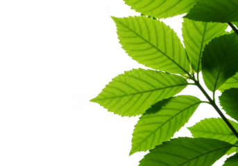 Isolated Green Leaves Transparent Background Nature Foliage Pattern