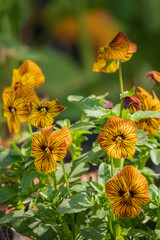 Golden yellow blooms with intricate patterns delight the senses in a vibrant garden setting