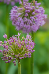 Tiny purple flowers dance in the garden, highlighting nature's beauty and tranquility