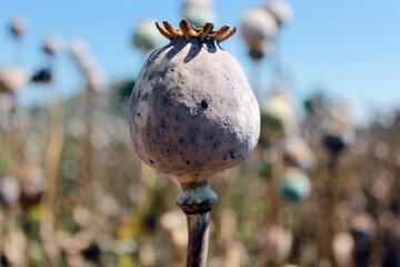 poppy seed head