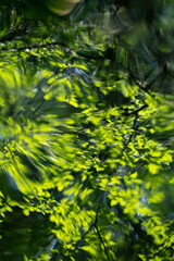 Sunlight filters through leaves, creating playful shadows and highlighting vibrant greenery