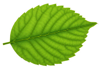 Obraz premium Isolated Green Leaf Vein Detail Transparent Background Nature Plant Macro