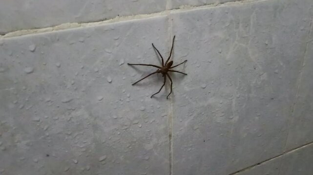 Spider on the wall in the bathroom. A Huntsman spider or Heteropoda venatoria. These spiders are large, fast, and commonly found in tropical regions, including Malaysia. They are not dangerous to huma