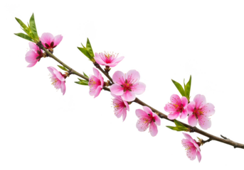 Isolated Peach Blossom Branch Pink Flower Spring Bloom Transparent Background
