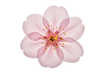 Isolated Pink Blossom Flower with Transparent Background Floral Spring Bloom