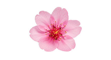 Isolated Pink Cherry Blossom Flower Transparent Floral Background