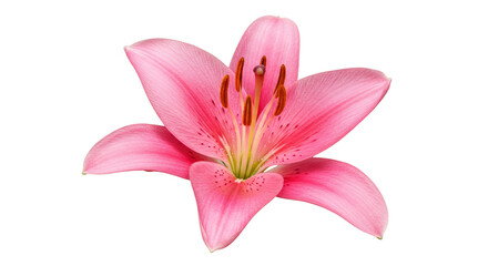 Fototapeta premium Isolated Pink Lily Flower Petals Floral Transparent Background