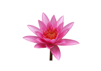 Isolated Pink Lotus Flower Bloom Transparent Background