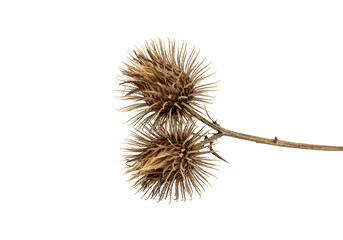 Isolated Dried Thistle Seed Head Transparent Background Flora Detail