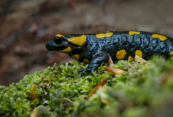 A close-up view of a fire salamander showing its striking yellow markings, captured in its natural forest habitat in the Csordó Valley, Bükk Mountains.