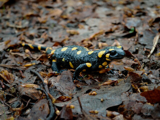 A fire salamander (Salamandra salamandra) exploring the damp leaf litter after spring rain near Odvas-kő in the Bükk Mountains.