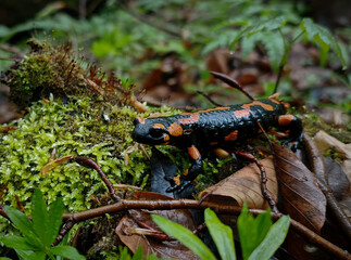 A vibrantly patterned fire salamander moving across moss and leaves in the Bükk Mountains after rainfall, captured in the Csordó Valley.
