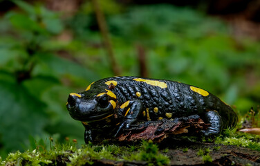 A fire salamander (Salamandra salamandra) with vivid yellow spots resting on a damp mossy surface...