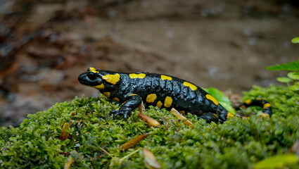 A vivid fire salamander (Salamandra salamandra) with bright yellow spots resting on moss near a forest stream in the Bükk Mountains' Csordó Valley.