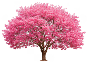 Isolated Pink Blossom Tree Transparent Background Illustration