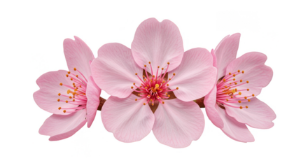 Isolated Pink Blossom for Transparent Background Spring Floral Bloom