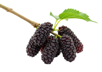 Isolated Fresh Mulberries on Branch a Healthy and Delicious Fruit