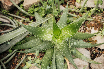 Vibrant green aloe vera plant thriving in a rocky garden setting