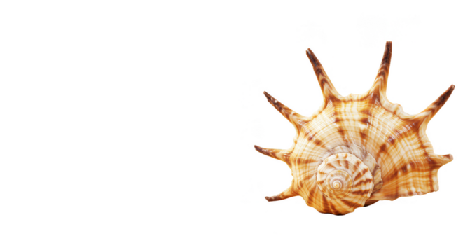 Isolated Seashell With Transparent Background Marine Nature Animal